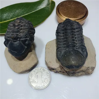 1pc Gamtos trilobites iškastinio egzempliorių Iškastinio egzempliorių senovės organizmų, suformuota originali 500 mln. metų matricos 4-6cm 12485