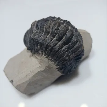 1pc Gamtos trilobites iškastinio egzempliorių Iškastinio egzempliorių senovės organizmų, suformuota originali 500 mln. metų matricos 4-6cm