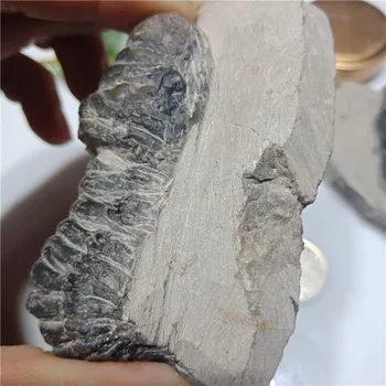 1pc Gamtos trilobites iškastinio egzempliorių Iškastinio egzempliorių senovės organizmų, suformuota originali 500 mln. metų matricos 4-6cm