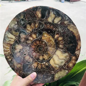 25cm Ammonite Iškastinio Gabalas Plokštė 
