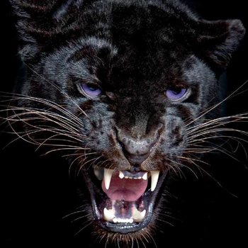 YI ŠVIESUS Kryželiu Diamond Siuvinėjimo Gyvūnų Black Panther Modelius Visas 